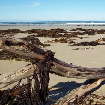 <b>seaweed and driftwood/dino</b>