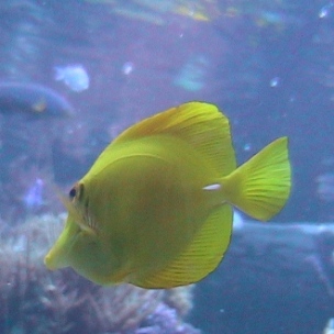 <b>Bright yellow fish at Baltimore Aquarium</b>