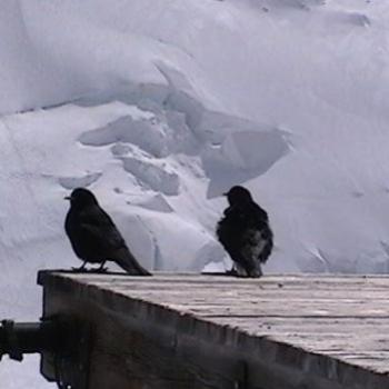 <b>Birds,Jungfrau, Alps.</b>