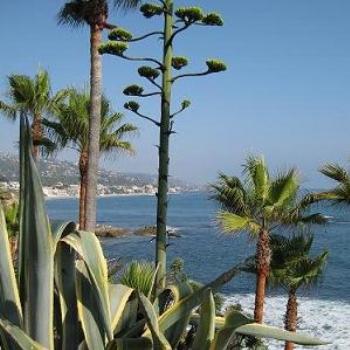 <b>CA/USA photos WAGDY 2008.</b>