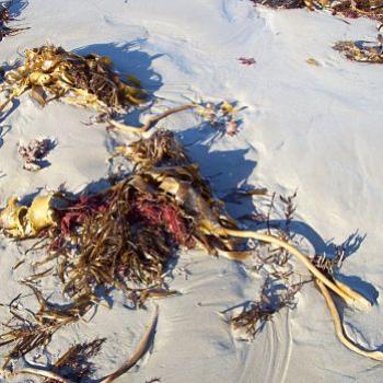 <b>seaweed/dino</b>