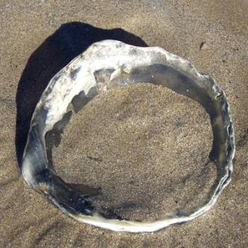 <b>shell and sand/dino</b>