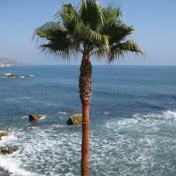 <b>CA/USA photos WAGDY 2008.</b>