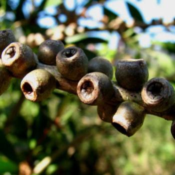 <b>9113 seed pods from last yr's BBs Hawkesbury River Kate/Sydney</b> <b>9113 seed pods from last yr's BBs Hawkesbury River Kate/Sydney</b>