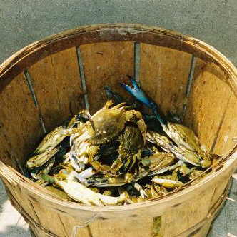 <b>Atlantic City, NJ crab</b>