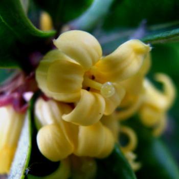 <b>7993 Pittosporum revoluta Hawkesbury River NSW Kate/Sydney</b>