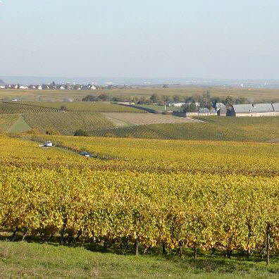 <b>vineyards nr. Frankfurt, Germany</b>