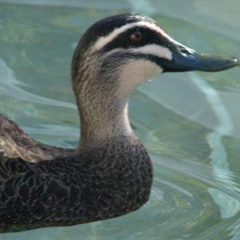 <b>7249 Pacific Black Duck Kate/Sydney</b>