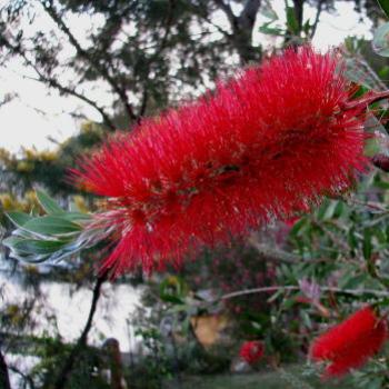 <b>9033 Bottlebrush (14-15cms long) Callistemon Myrtaceae Hawkesbury River Sept'08Kate/Sydney</b> <b>9033 Bottlebrush (14-15cms long) Callistemon Myrtaceae Hawkesbury River Sept'08Kate/Sydney</b>