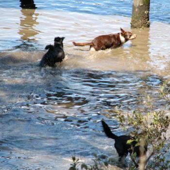 <b>9070 3 Kelpies Hawkesbury River Sept'08Kate/Sydney</b>