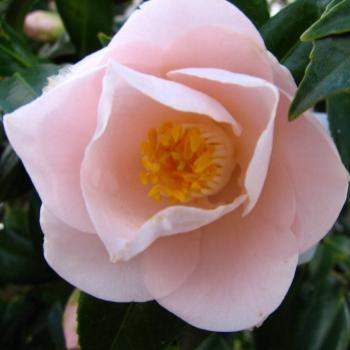<b>6735 Camellia japonica Kate/Sydney</b>