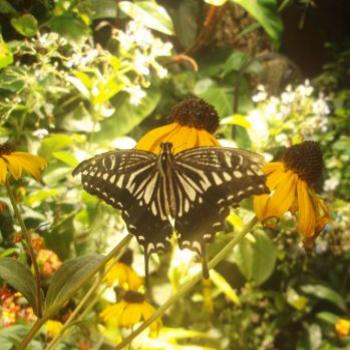 <b>Butterfly park, Washington D.C. appy/india</b>
