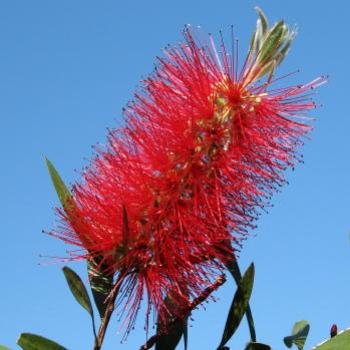 <b>9098 Bottlebrush in the sky Callistemon Myrtaceae Kate/Sydney</b> <b>9098 Bottlebrush in the sky Callistemon Myrtaceae Kate/Sydney</b>