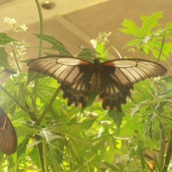 <b>Butterfly park, Washington D.C. appy/india</b>