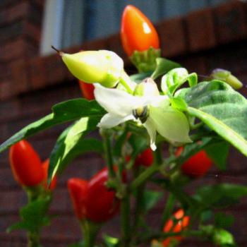 <b>4214 chilli flower Dubbo May'08 Kate/Sydney</b>