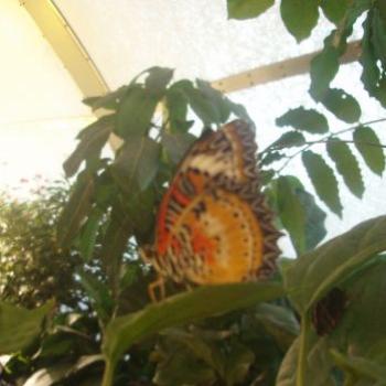 <b>Butterfly park, Washington D.C. appy/india</b>