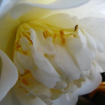 <b>6733 Camellia japonica Kate/Sydney</b>