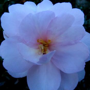 <b>4546 camellia Hawkesbury River May'08 Kate/Sydney</b>