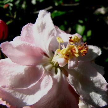<b>9128 crabapple Malus floribunda Rosaceae Sydney Kate/Sydney</b>