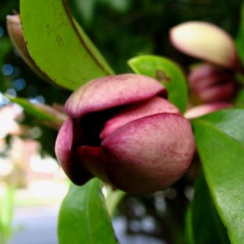 <b>7972 Portwine Magnolia Michelia fuscata Magnoliacea</b>