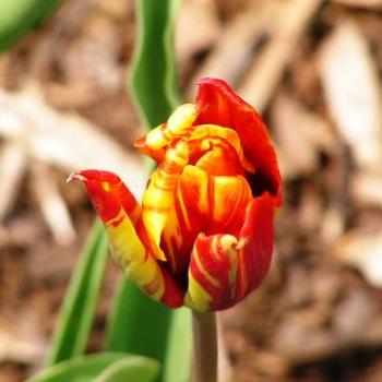 <b>Orange & Yellow Tulip   Sue/OK</b>