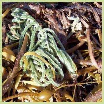 <b>What seaweed is this? / dino</b>