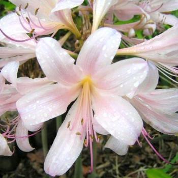 <b>Lily / Naked Lady Sue/OK</b>
