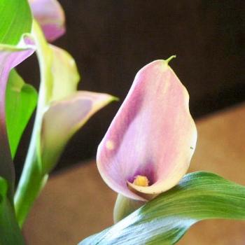 <b>Calla  Sue/OK</b>