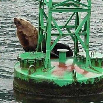 <b>Seal on Buoy near Valdez  Sue/OK</b>