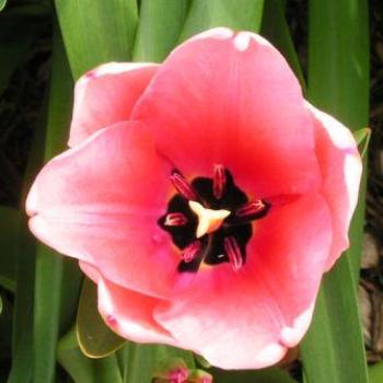 <b>Tulip  Sue/OK</b>