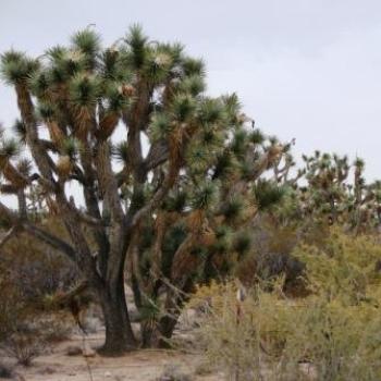 <b>Joshua Tree Forest in Arizona, USA- Dec2008 - Wilodene</b>