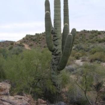 <b>Cactus Hotel in Arizona, USA - Dec2008 - Wilodene</b>