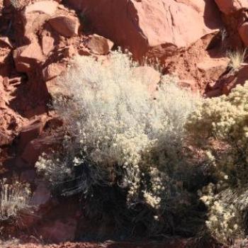 <b>Mountain Desert Blooms in Arizona, USA - Dec2008 - Wilodene</b>