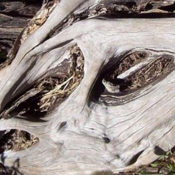 <b>driftwood/ dino</b>