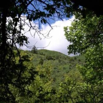 <b>View from path in Idaho Mink Creek Forest, USA, June 2008, Wilodene </b> <b>View from path in Idaho Mink Creek Forest, USA, June 2008, Wilodene </b>