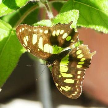 <b>Butterfly  Sue/OK</b>