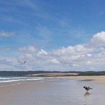 <b>Merlin and seagull / dino</b>