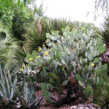 <b>Cacti in bloom  Sue/OK</b>