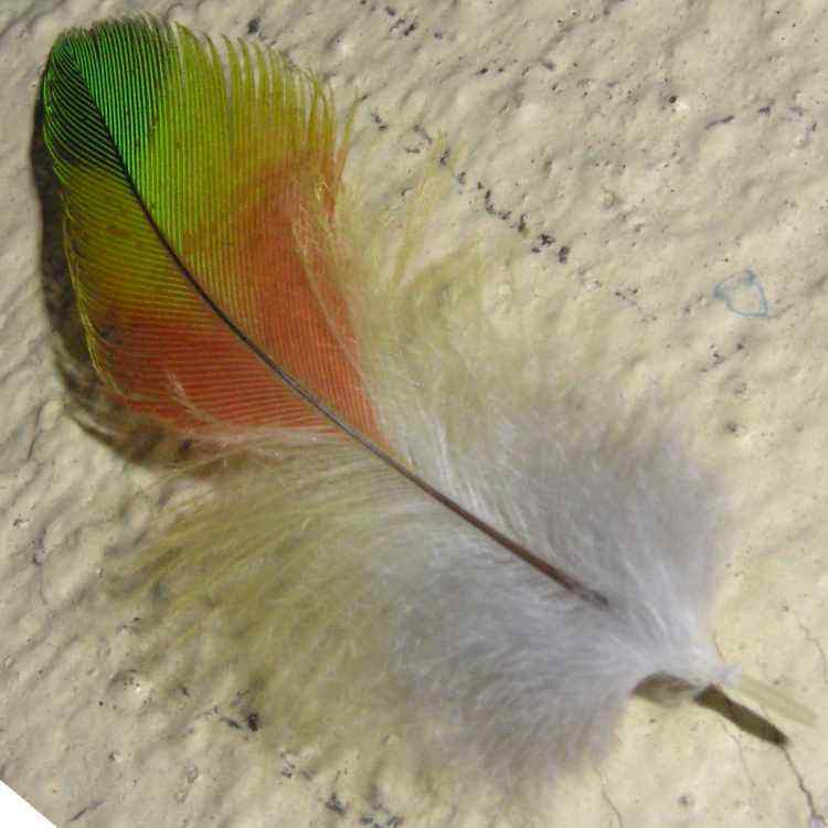 <b>Rainbow Lorikeet Calling Card</b>