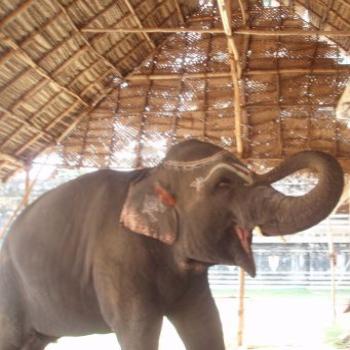 <b>Hiya..I am Chenga :), the temple elephant, Mannargudi, India.</b> <b>Hiya..I am Chenga :), the temple elephant, Mannargudi, India.</b>