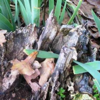 <b>Old Stump  Sue/OK</b>