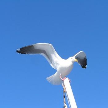 <b>Flying High   Sue/OK</b>