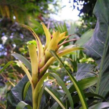 <b>Bromeliad Gold   Sue/OK</b>