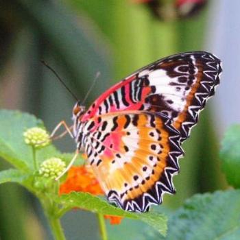 <b>Butterfly 04  Sue/OK</b>