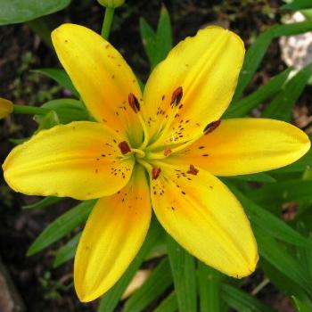 <b>Yellow Lily   Sue/OK</b>