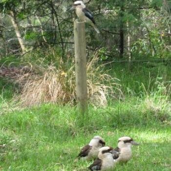 <b>Kookaburras of Lane Cove National Park Northern Sydney</b>