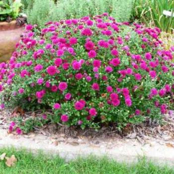 <b>Mums   Sue/OK</b>