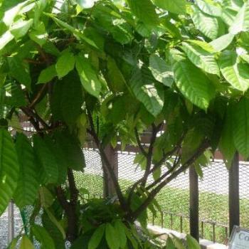 <b>The starting point of chocolate.. The Cacao Tree</b>