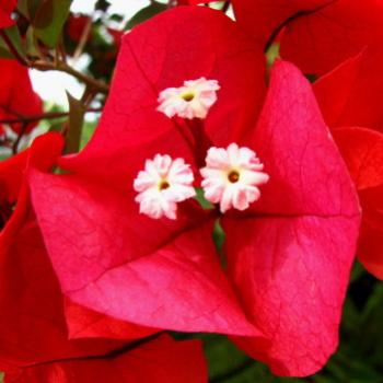 <b>0516 Bougainvillea Hawkesbury River Nov'08 Kate/Sydney</b>