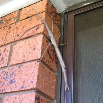 <b>Stick Insect</b>